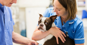 bằng bác sĩ thú y tại Pháp