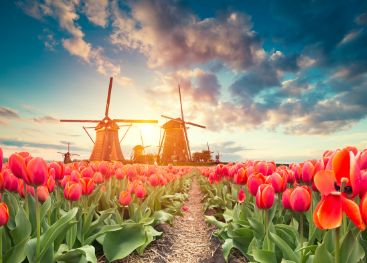 study in netherlands